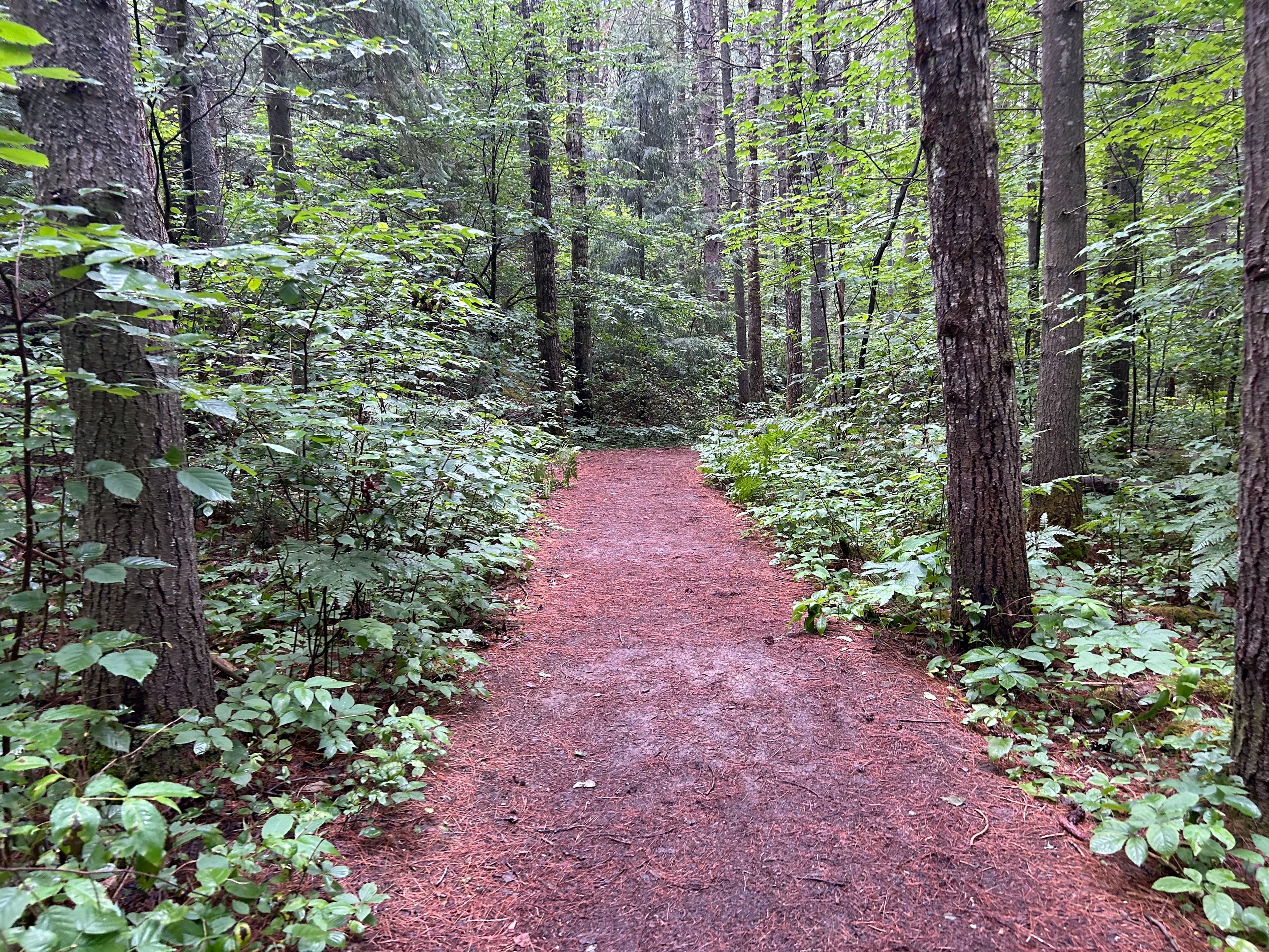 A forest trail